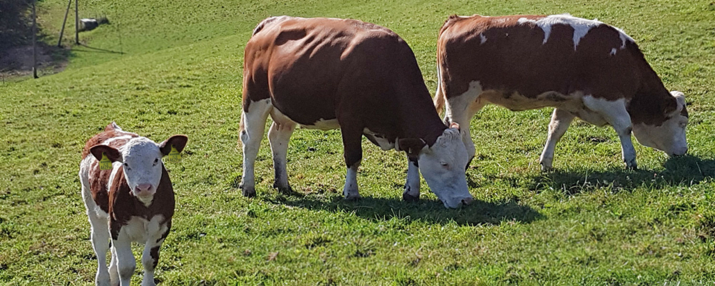 Grassland and suckler cow husbandry - Fleckvieh Samm